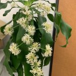 ”幸福な恋”の花が咲きました♡